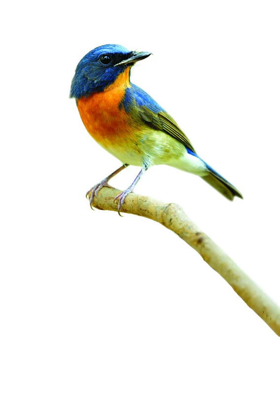 Sonsy Euphonia Render 14